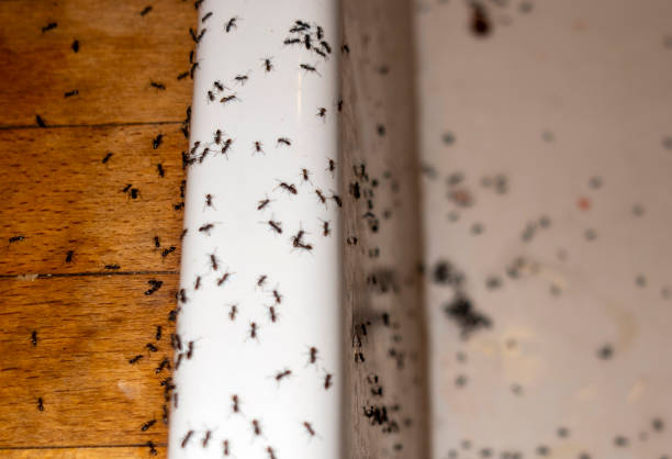 Best Affordable Pest Control Services  in Monticello, GA